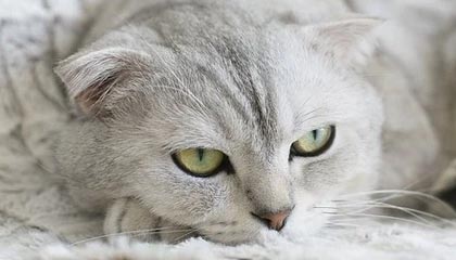 克劳利镇阵容深度提升，红魔低调冲刺附加赛，克劳利狂潮